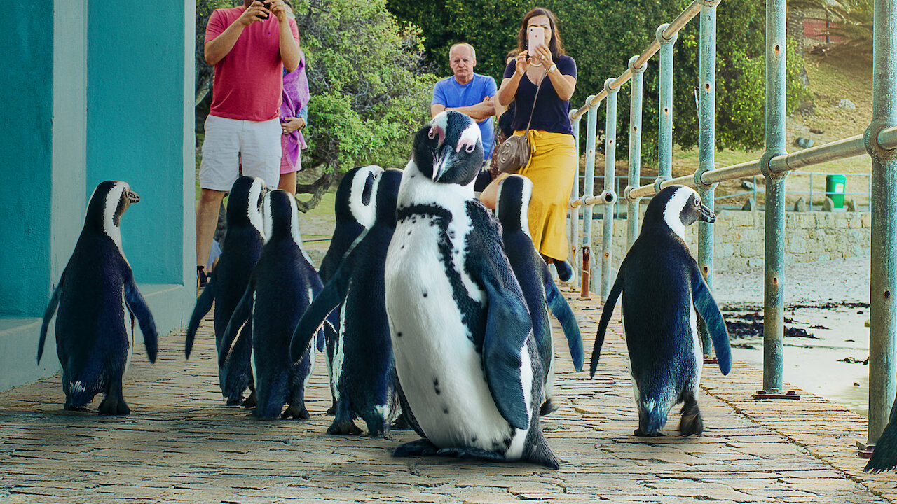Watch Penguin Town | Netflix Official Site